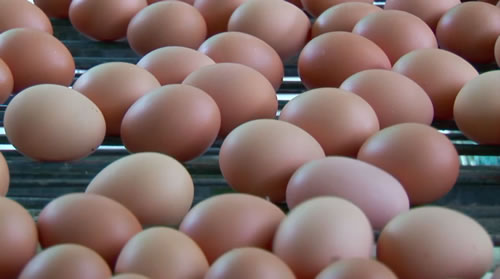 Desabastecimiento de pollo y huevo llega al 40 %