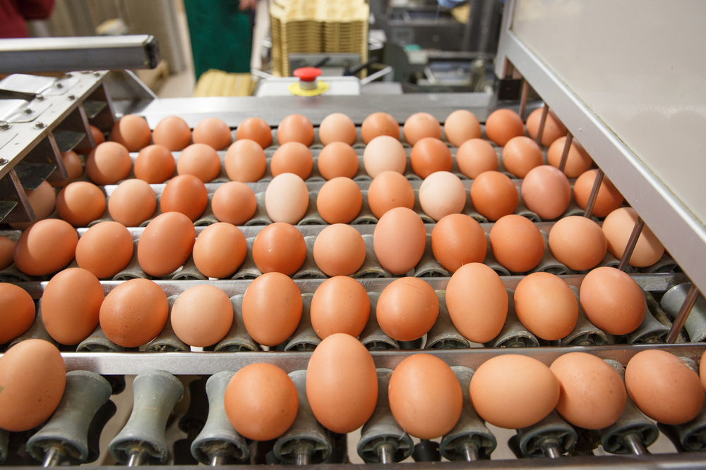 Huevo en cifras. En el 2017 el encasetamiento creció 7.5% y la producción de huevos 7.9%, el mayor registro de los últimos nueve años.