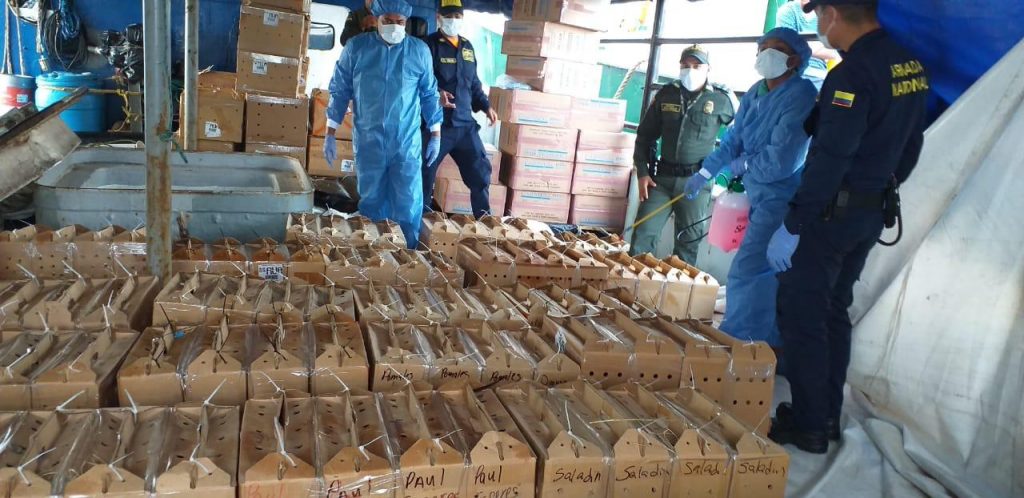Fenavi resalta la gestión del ICA respecto a la aprehensión de cargamento de gallos de pelea de contrabando