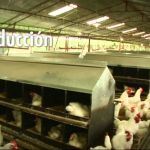 Industria del Huevo en Colombia