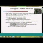 Como hacer frente a la Bronquitis Aviar (8/12) Como hacer frente a la Bronquitis Aviar (8/12)
